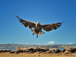 Madagascar fish eagle with wings spread