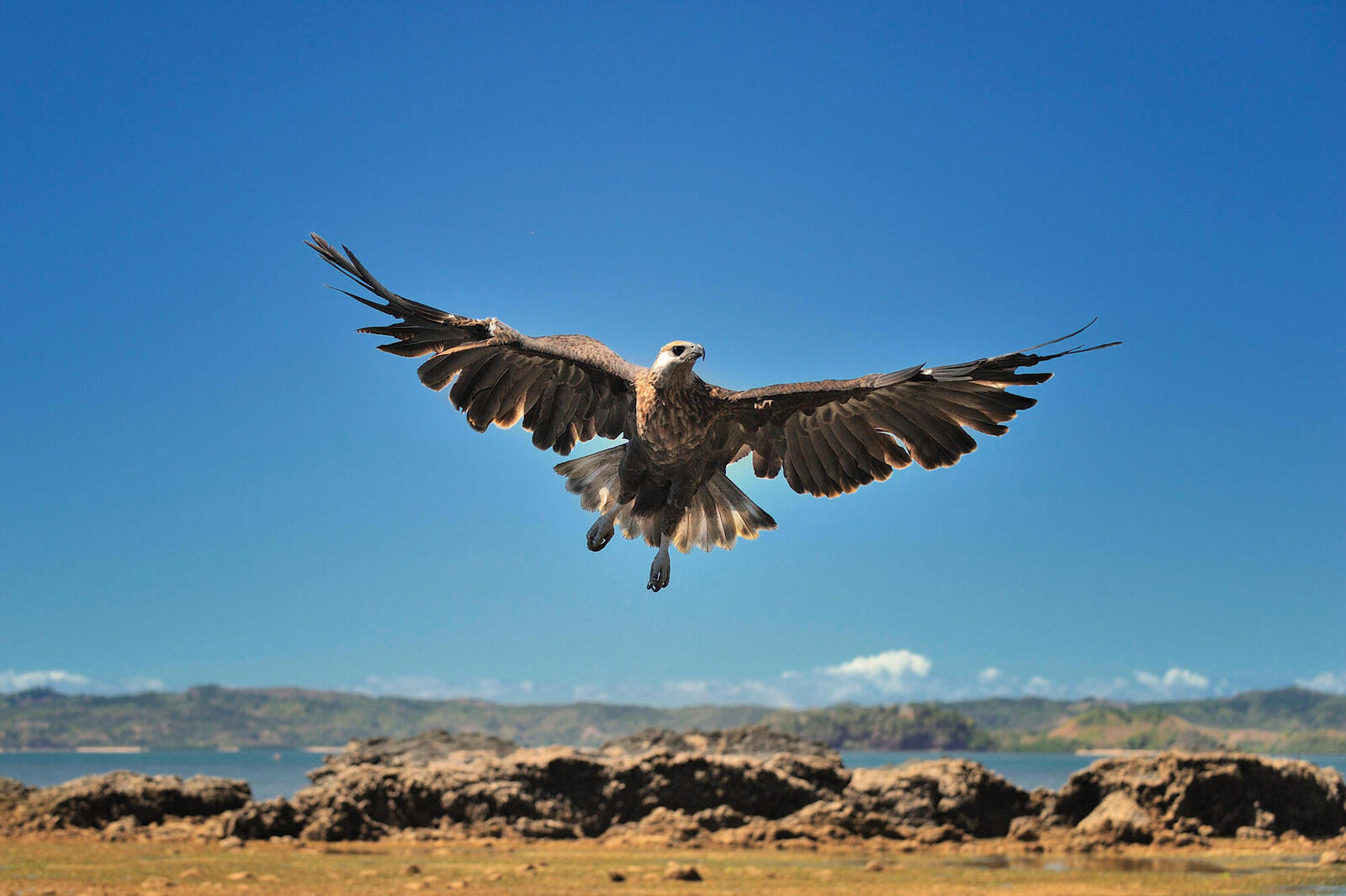 Madagascar fish eagle with wings spread