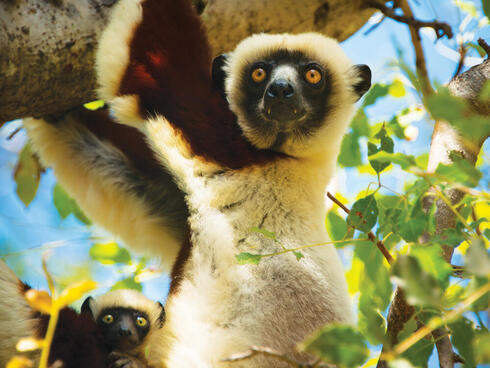 Lemur looks at camera