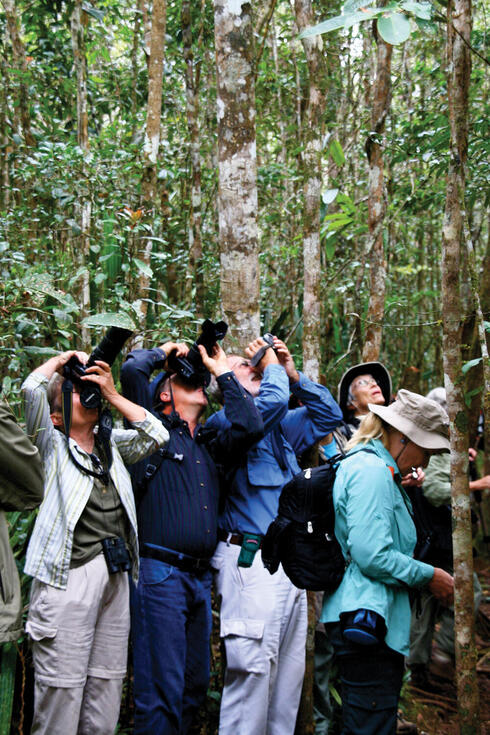 Photographers looking up into trees