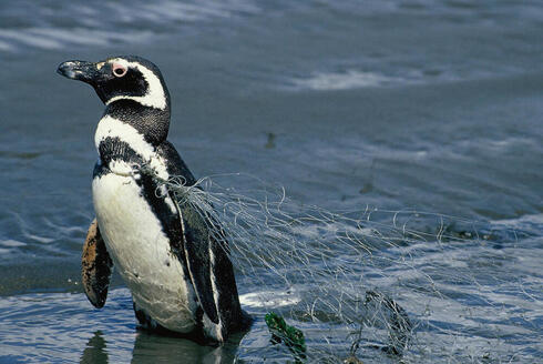 Magellanic penguin caught in fishing nets