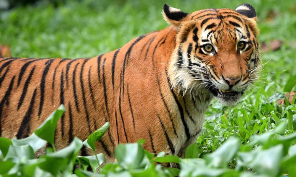 A tiger in profile looks toward the camera among green vegetation