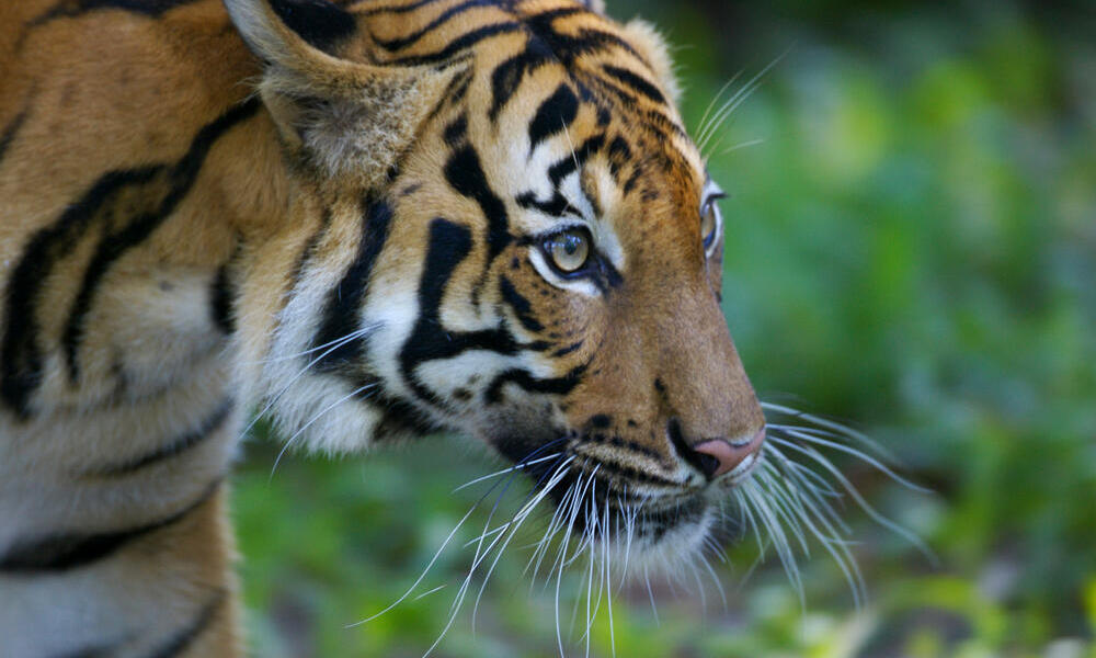 Malayan Tiger 
