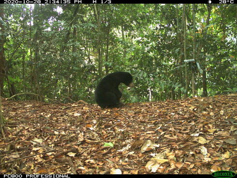 A black Malayan sun bear sitting on the forest floor