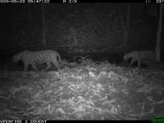 Black and white image of two Malayan tigers walking through their forest home at night
