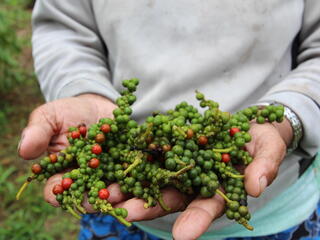 A close up a pair of hands holding a bunch of freshly picked green pepper berries, with some red berries sprinkled in throughout the bunch