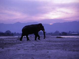 Male Asian Elephant