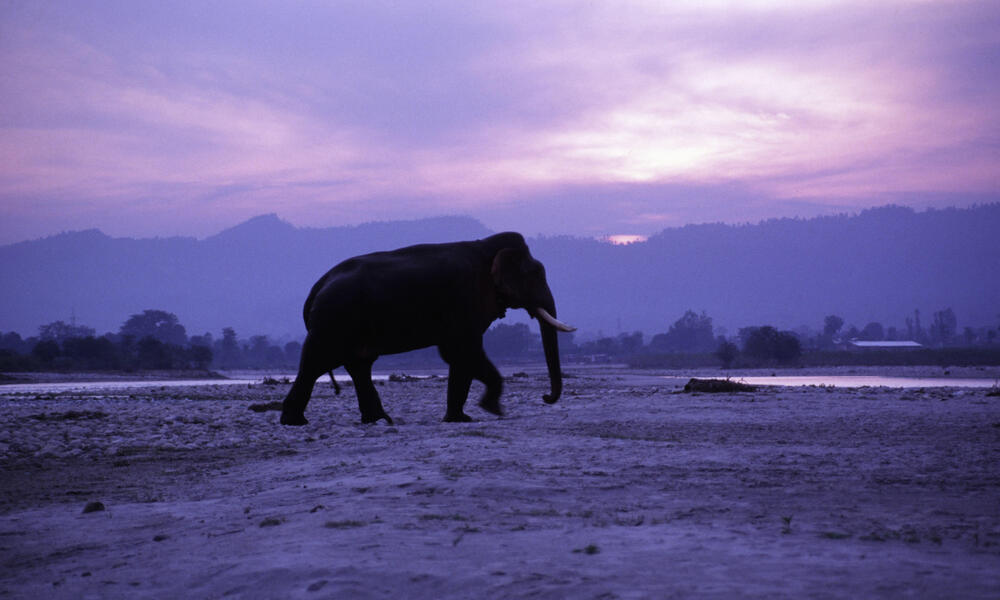 Male Asian Elephant