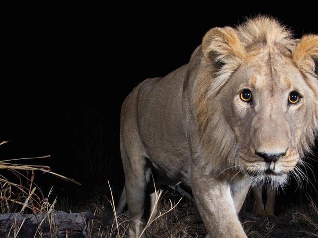 Male Lion in camera trap 