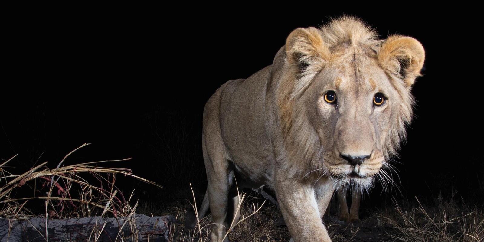 Photographing Africa's most elusive animals | Magazine Articles | WWF
