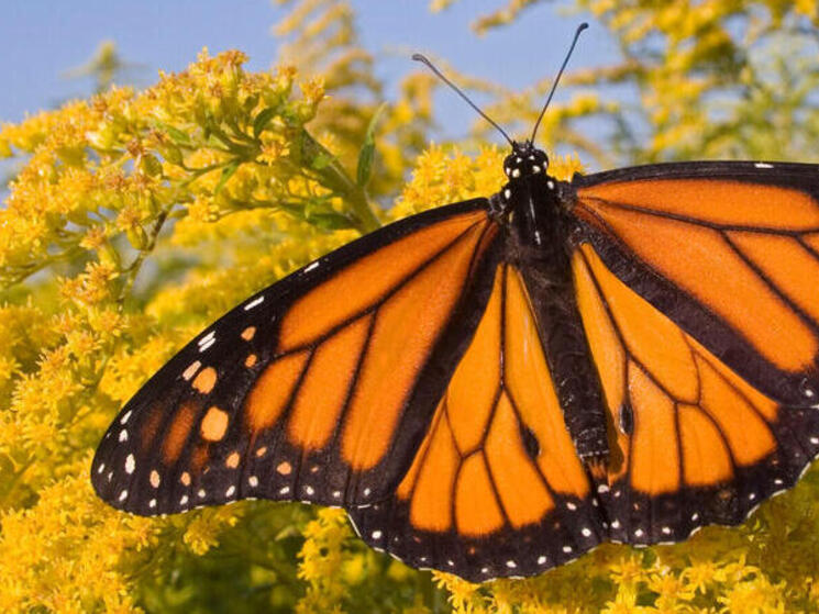 Monarch Butterflies  Smithsonian Institution