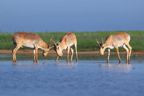 Male Saige Antelopes at a watering hole