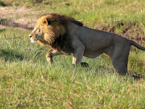 Lion prowls through short grass