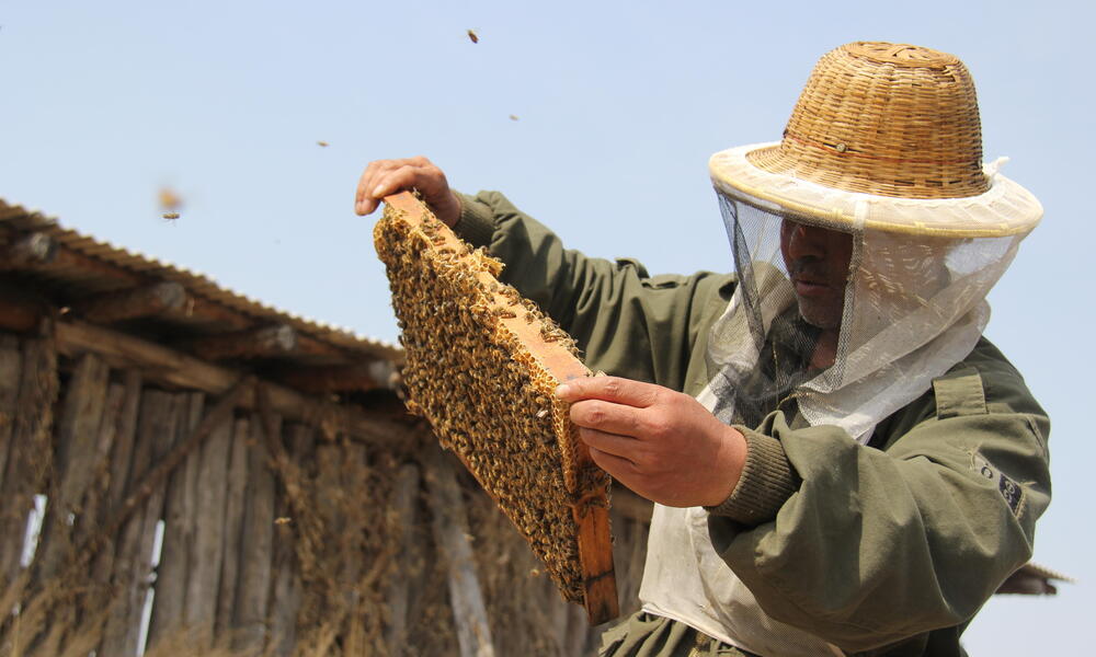 A man looks at honeycomb with bees flying around
