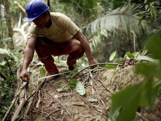 Man evaluating conservation impacts of FSC certification