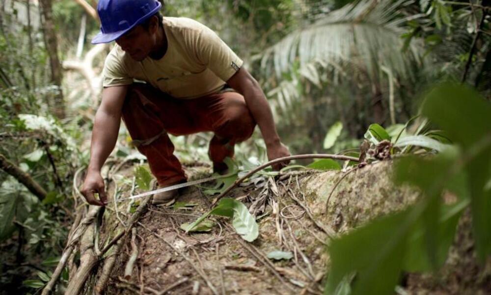Man evaluating conservation impacts of FSC certification