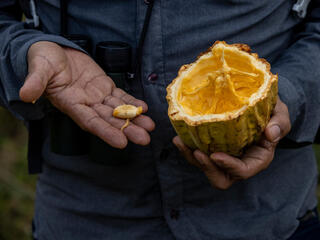 A man holding cacao pod and seed