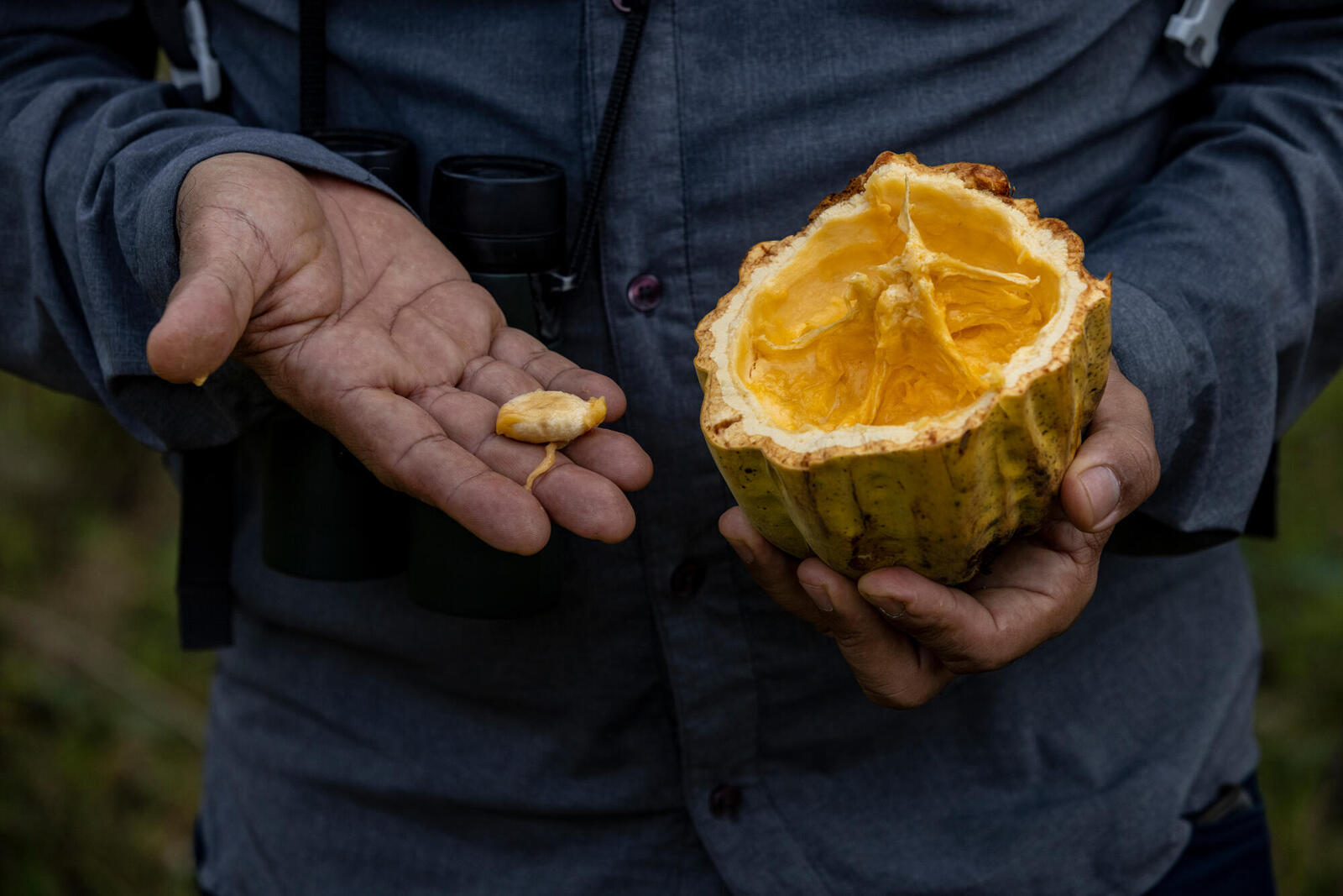 A man holding cacao pod and seed