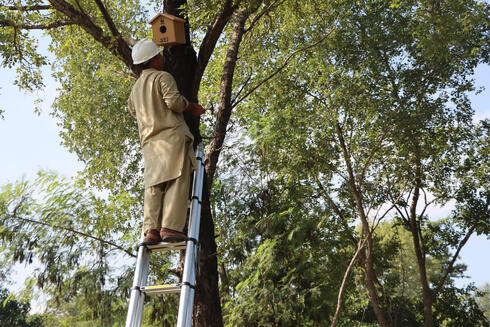 A man standing on ladder in tree, working on nestbox