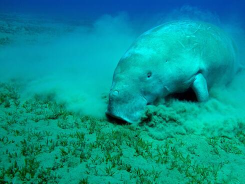 An adult manatee grazing along the seabed 
