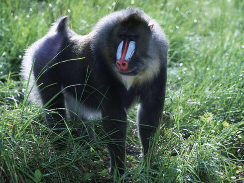 Mandrill