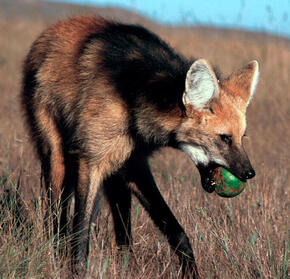 Maned wolf eating