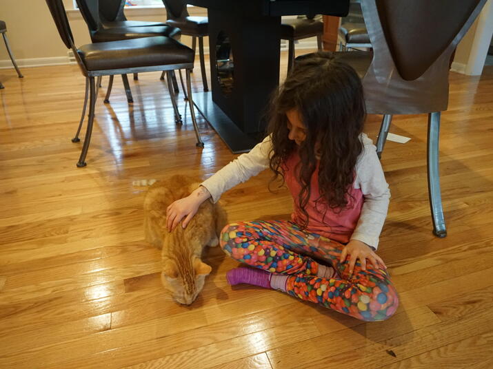 a young child feeds treats to a cat