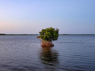 Small island with mangroves surrounded by water