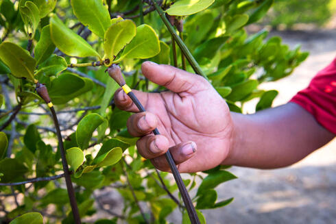 Man holding mangrove branch
