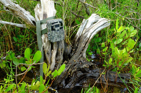A trailcam on a mangrove stump covered in large snails