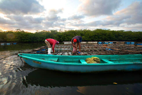 Fishers on boats surrounded by mangroves