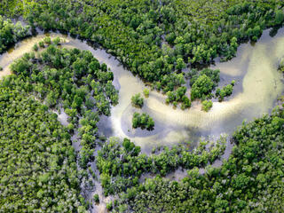 A mangrove forest in Tanzania
