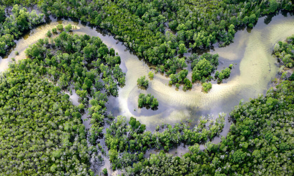 Pada global tahun alliance dilancarkan mangrove Bencana Abrasi