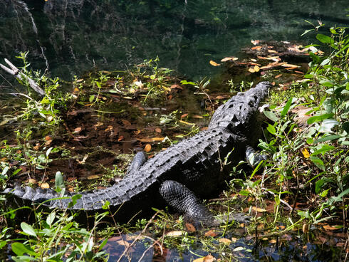 An alligator sliding away in a mangrove swamp