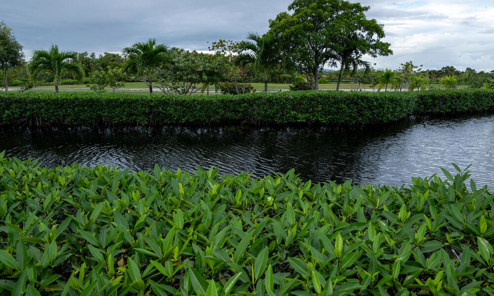 How can developers preserve mangroves?