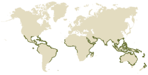 Map of world showing mangrove coasts