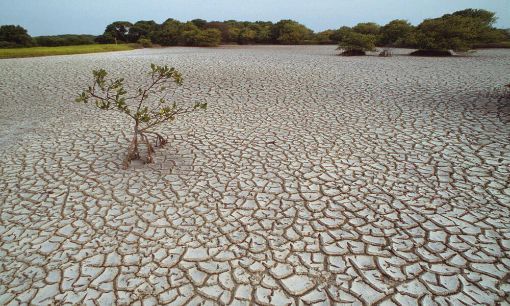 A lone mangrove on parched land