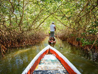 Prow view of canoe paddling through mangroves