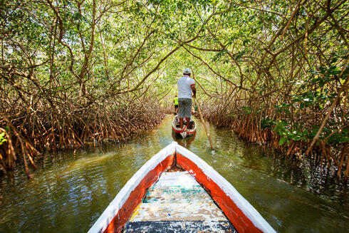 Prow view of canoe paddling through mangroves
