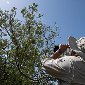 A person in WWF gear takes photos of a mangrove tree