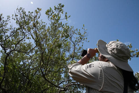 A person in WWF gear takes photos of a mangrove tree