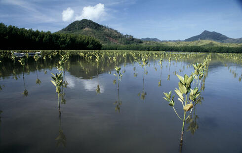 Mangrove reforestation Camago Point, El Nido, Palawan Philippines