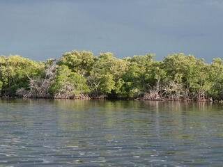Mangroves growing thick along a shoreline
