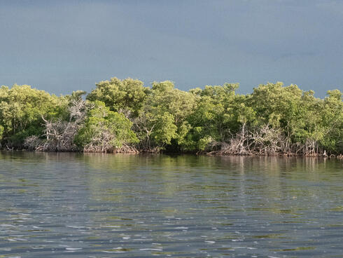 Mangroves growing thick along a shoreline
