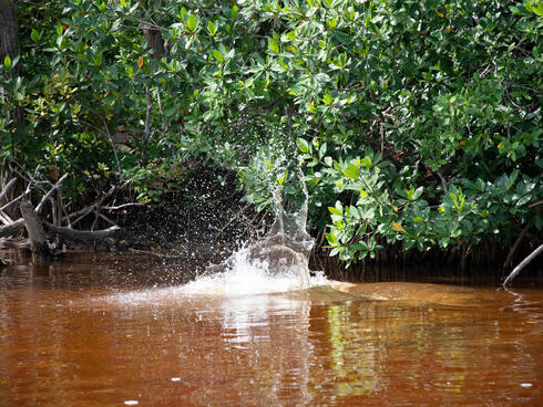 Something makes a splash in a mangrove swamp