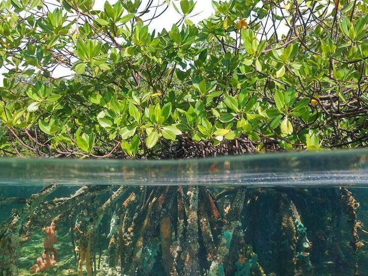 Investing in Mangroves to Protect People Blog Posts WWF