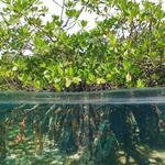 Mangrove with roots underwater