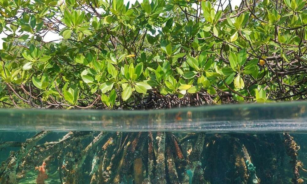 Investing In Mangroves To Protect People Blog Posts Wwf