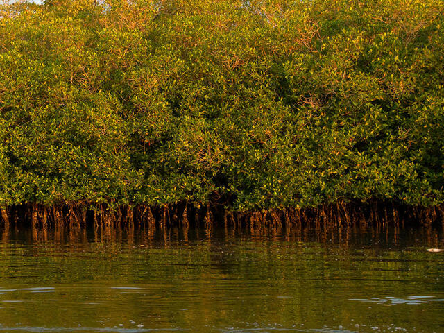 Edge of mangrove shore