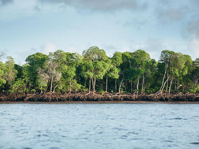 A view of mangroves along the coast from the water